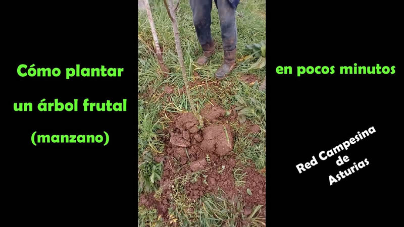 plantar un árbol frutal