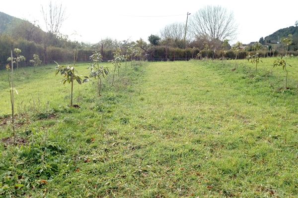 Plantación en Gijón