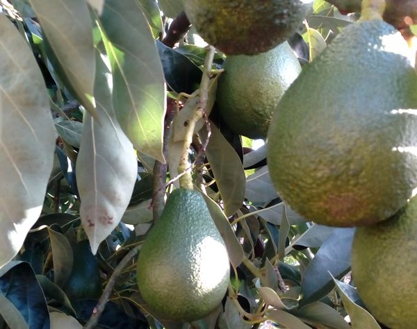 aguacates asturianos