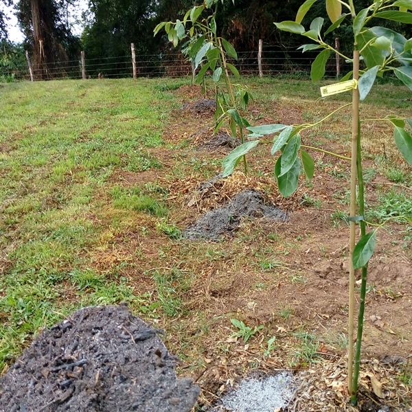 plantación de aguacates
