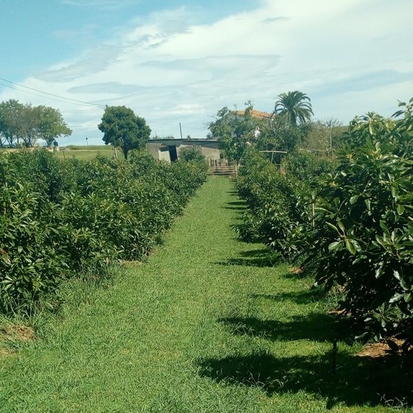 productores de aguacate