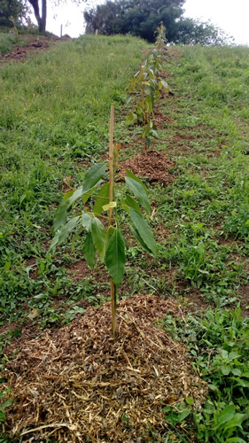Cultivo del aguacate