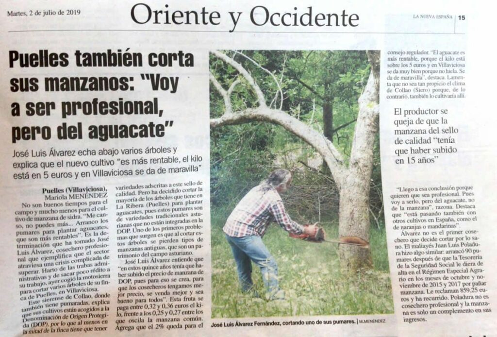aguacates en Villaviciosa