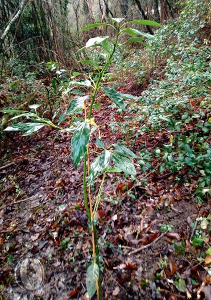 Aguacates en el bosque