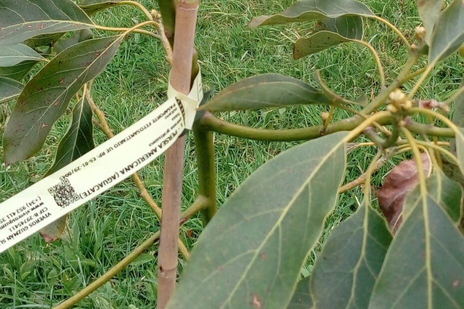 Etiqueta de planta de aguacate