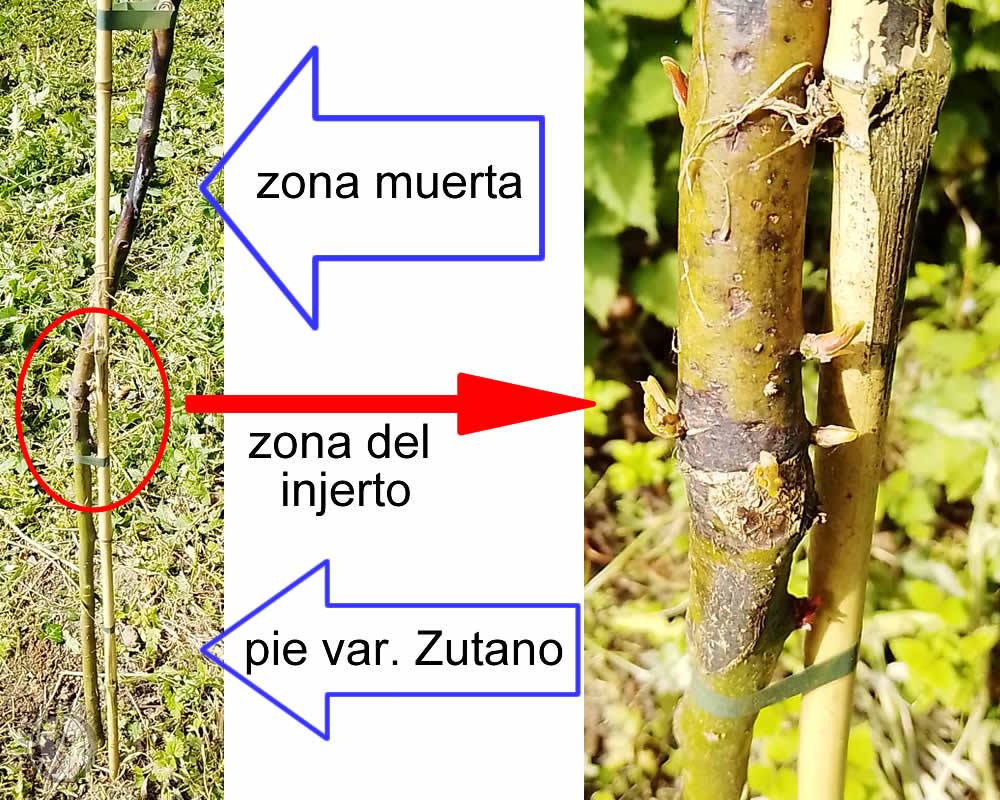 rebrote del aguacate tras las heladas