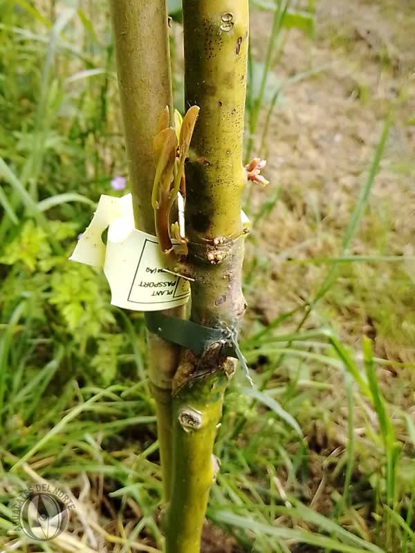 Injerto en plantón de aguacate