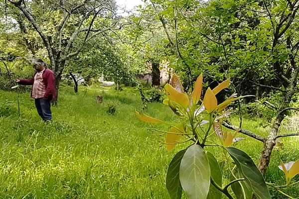 Plantación en Villaviciosa