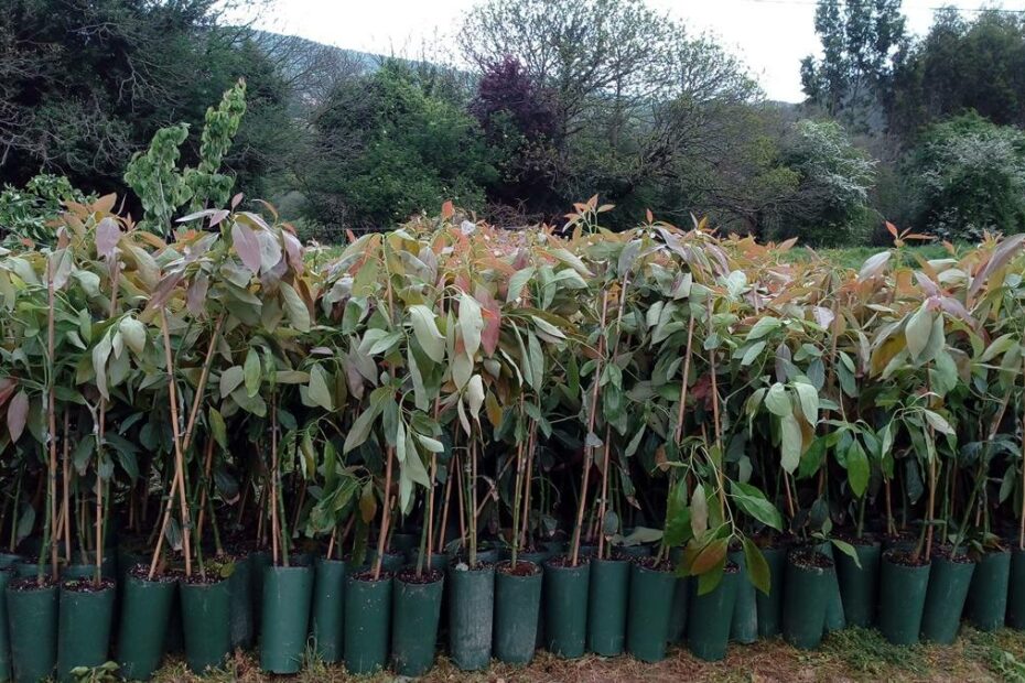 Plantón de aguacate