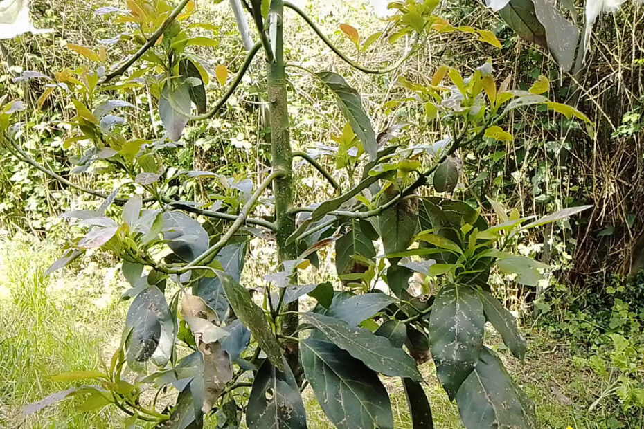 Rebrote del aguacate