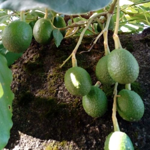 Producción de aguacate